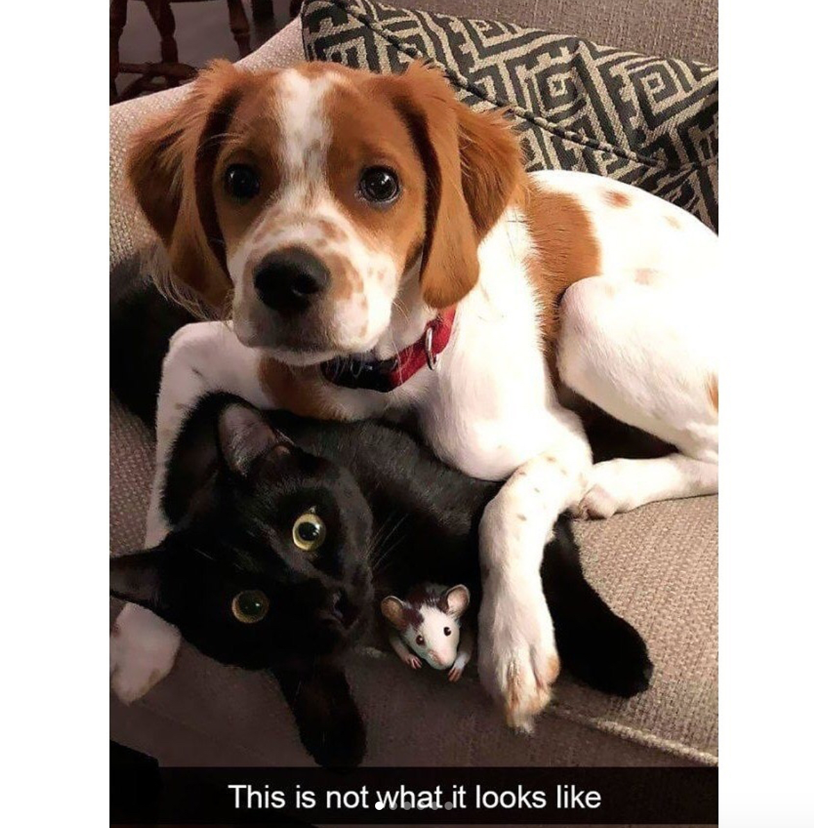 babyanimalgifs:Cat snaps
