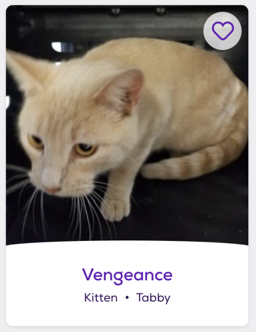 petfinder-names:https://www.petfinder.com/cat/vengeance-50545486/tx/livingston/spca-of-polk-county-t