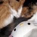 nendroidzz:so are you the cat or the hello kitty plush in the relationship?