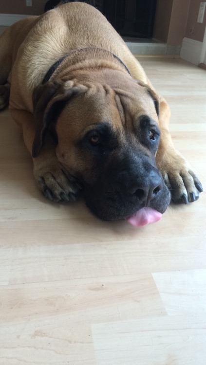 actualdogvines:  This is Rocky my South African mastiff. He may look scary and people are afraid of him but he’s always down to cuddle and get a belly rub!! You just have to show him the love he deserves (submitted by darkcalifornia)