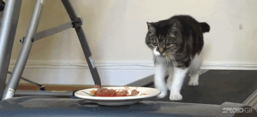 Almost pasta eating cat