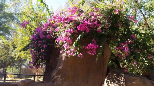 Some photos of the animals and botanical garden!!! *A*)