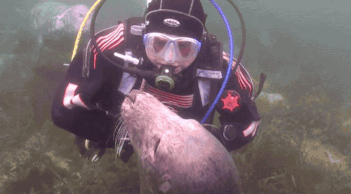 gifsboom: Scuba diver gives belly rubs to a friendly seal. (Via dailypicksandflicks)