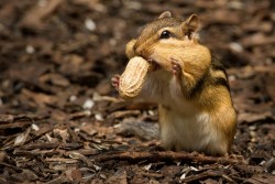 superbnature:  Peanut Master by fotosforphun