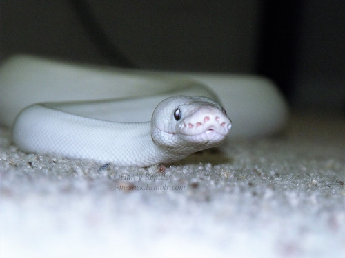 i-m-snek:Bloop!