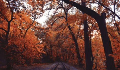 fall trees