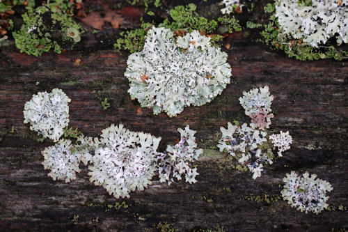 Lichens/lavar on a dead tree trunk.  