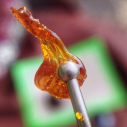 weedporndaily:  Spent the afternoon dabbing on this lovely Cin X shatter from @thegreenfront down at the river with @maria.drilea ^_^ #macromob by shesmokesjoints http://ift.tt/1kClKts