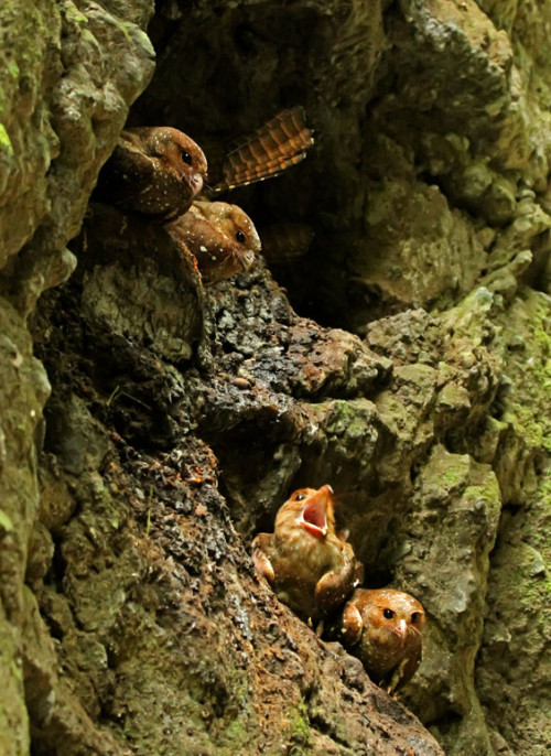 ainawgsd: Oilbird The oilbird (Steatornis caripensis), locally known as the guácharo, is a bi