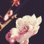 randomlypretty