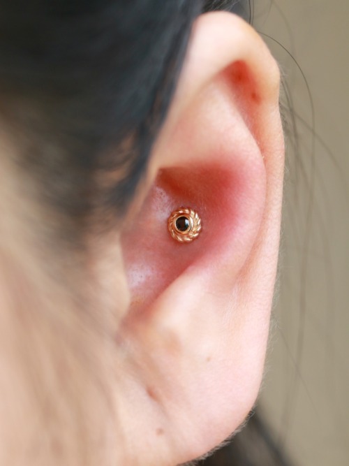 Fresh conch piercing with black CZ and yellow gold jewelry by BVLA