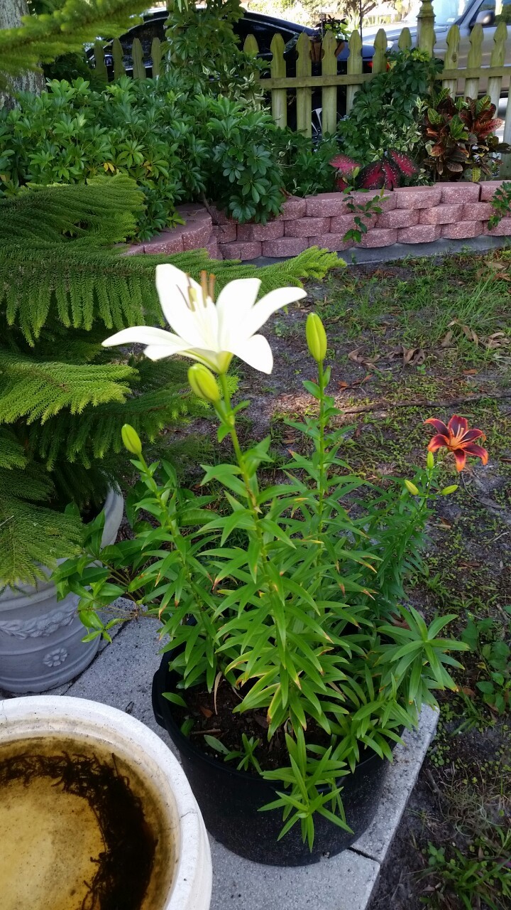 Lilies blooming in my front yard!  ❤️ ❤️ ❤️ Please ignore the dirty