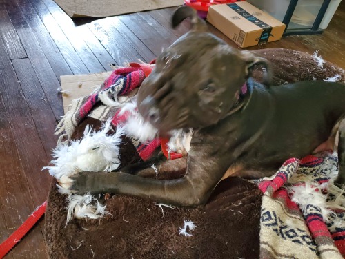 All pictures are of Tony, the black pitbull sharpei mix puppy with a white chest. His head is large and blocky and his ears and general build are very classic pitbull, but his face is meaty and wrinkled like a sharpei and his immune system is trash.
In this picture, he is laying upright on a brown dog bed ripping a white feathery cat toy to shreds as he clutches it between his front paws. His face is scrunched up in a very funny way and he is blurry from motion.