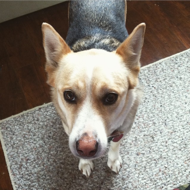 tooiedraws:So basically I need to raise about $2500 for vet bills. Long story short,