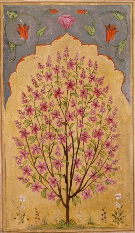 Tree with pink flowers on gold from an album leaf; India, 1700.This could be a bauhinia tree (k