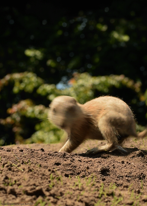 headlikeanorange:  Young black-tailed prairie dog