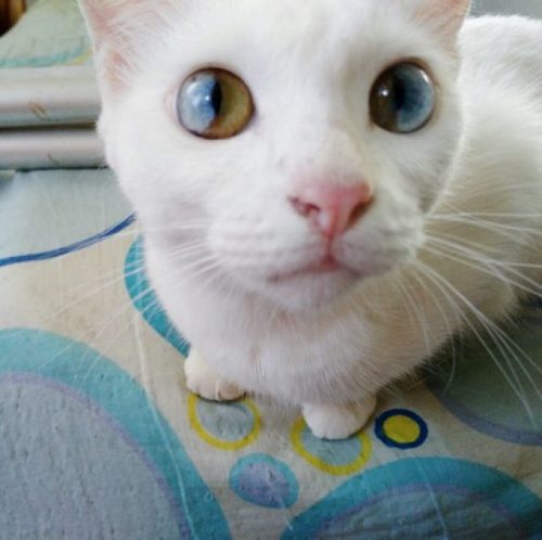 variablejabberwocky:mymodernmet:Gorgeous Cat Has Magically Beautiful Eyes That Are Each Two Differen