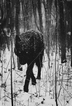 bloglikeaman:  Prowling the woods. -B