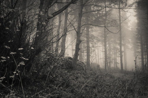 More misty mono by PicFreak42 on Flickr.