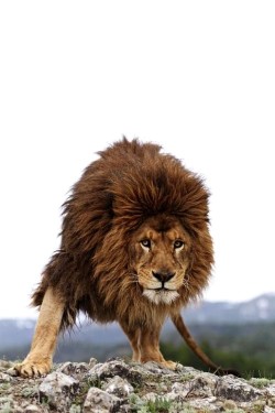 wonderous-world:  Fierce by Lennette Newell  