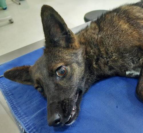 First Ever Report Of A Hybrid Between A Pampas Fox (Lycalopex Gymnocercus) And A Domestic Dog (Canis