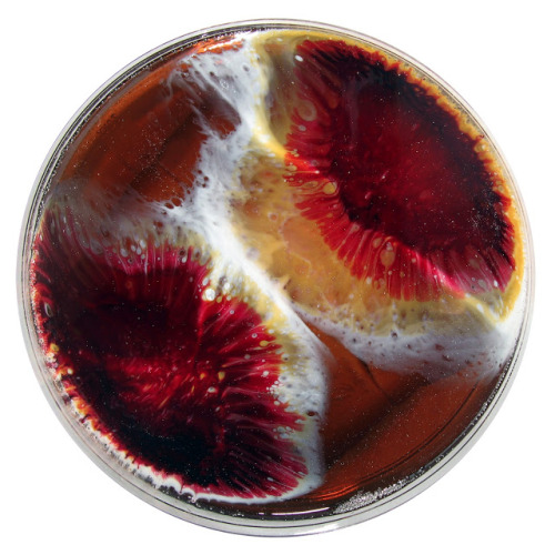 heracliteanfire: Petri dish paintings by Klari Reis. (via The Daily Dish 2013)