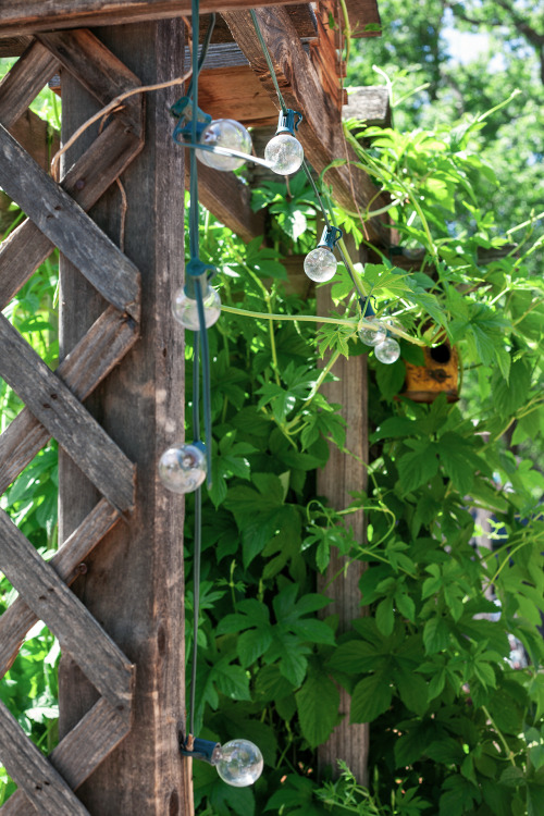 Always Daydreaming of Dappled Light &amp; Garden Arches (on Instagram) by Marisa Renee Sunlight stre