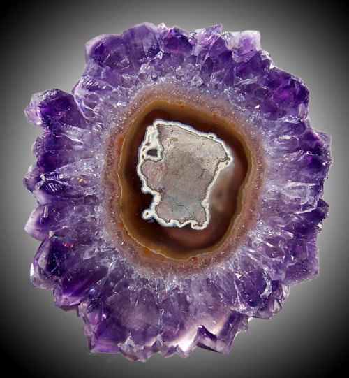 fuckyeahmineralogy:  These are all cross sections of stalactites, which occur when minerals form in long, tube-like shapes. They typically form in caves or hollow spots in rocks where they have plenty of room and time to grow.  Featuring amethyst (SiO2),