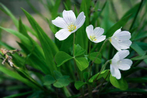 viktor-kotov:Oxalis acetosella