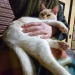 straycatj:straycatj:皆さんかぜひいたりしてないですかHaven&rsquo;t