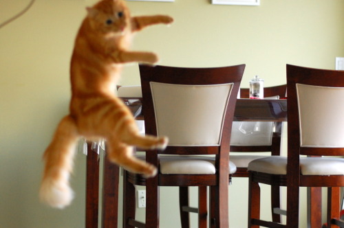 kittehkats:  “Let me show you the dance of my people.” pabuthefirecat:  Pabu, the Acrobatic Cat Pabu: Jump!  Jump!  Double-jump!  