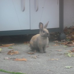 Ughh I miss my bunnies 🐇 if only my sister wasn&rsquo;t allergic 😪 but I miss my backyard the most. My next apartment in Nov better have some nature in it.