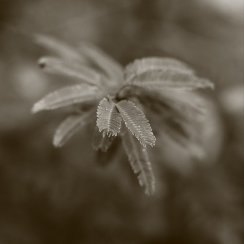 Solitude