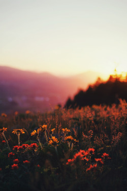 mstrkrftz:  bursting with blooms, part five by Danielle Hughson