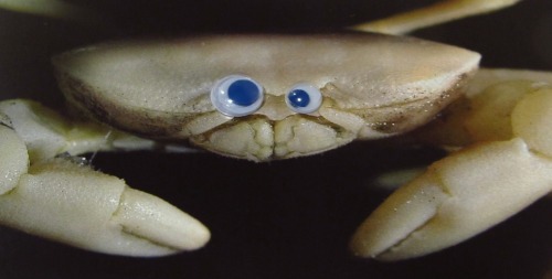 tastefullyoffensive: Deep Sea Animals With Googly Eyes [more]Previously: Book Covers With Googly Eye
