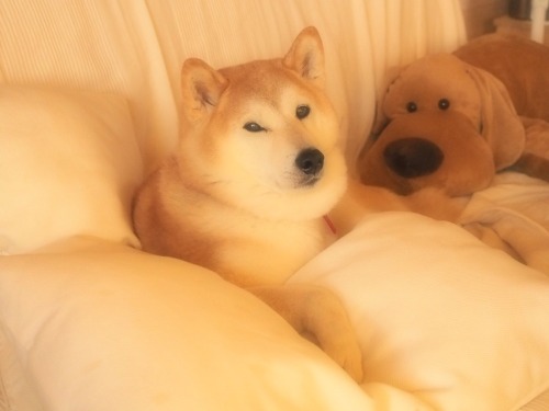 michibita:Have a cozy day !