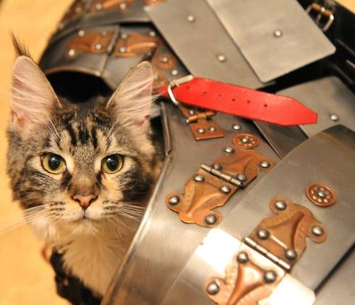 grettir-dun:There will never be a day when I don’t enjoy a cat hiding in lorica segmentata @ul