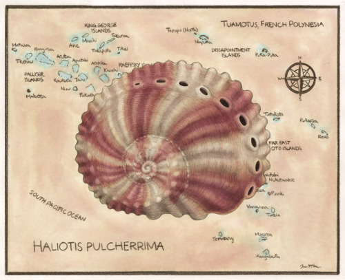 Haliotis pulcherrima shell, on a map of Tuanotus. Recent commission.