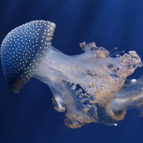 #photofish #photo #jellyfish #blue #acquariogenova #cool #myphoto (presso Acquario di Genova)