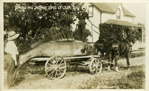 XXX Tall-Tale Postcard - Bringing home one of photo