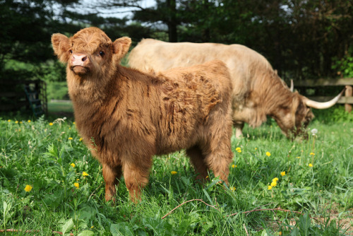fruitelf:  castiel-for-king:  Fluffy baby cows  I want a pet cow wow 