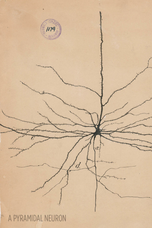 Art and science in beautiful conversation!Here’s a 30-something Santiago Ramón y Cajal hanging out i