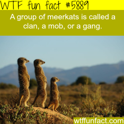 wtf-fun-factss:  Group of meerkats - WTF