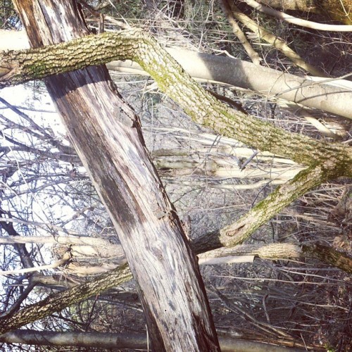 messy trees in the area. #trees #woods #forest #hiking #adventure #fall #winterwonderland #Christmas