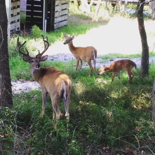 Deer on Fire Island. They are so friendly they come right up to you. #deer #fireisland #vacation (at