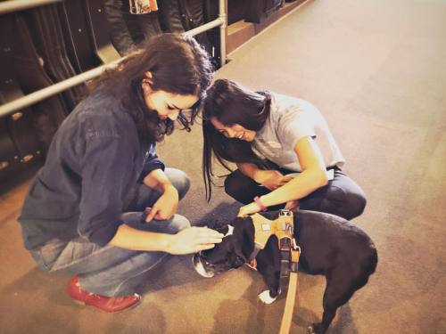 <p>Ladies love #sirwinstoncup everywhere we go… #bostonterrier #flatnosedogsociety #squishyface #americangentleman  (at Carter Vintage Guitars)</p>