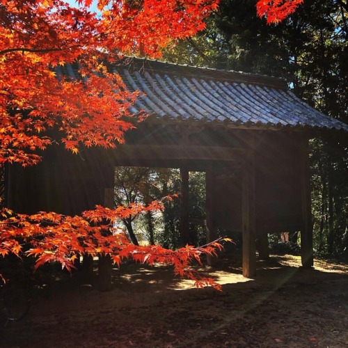 まだまだ紅葉。かなり落葉してますね。#紅葉 #小旅行 #国内旅行 (Okayama-shi, Okayama, Japan)https://www.instagram.com/p/BqjBTl1Bl