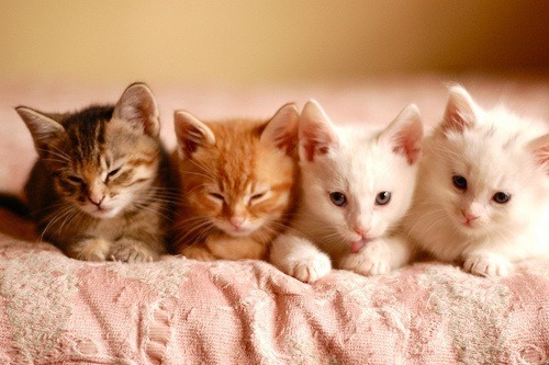 thebrainofabrunette:Kitties