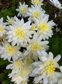 pistachiou:  These flowers at the garden