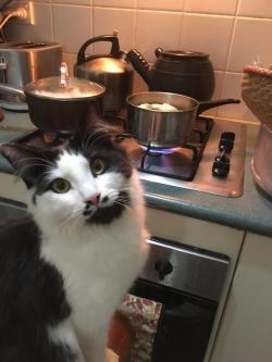 awwww-cute:  This is Geoffrey. He loves cauliflower. Here he is waiting for his cauliflower to finish cooking. (Source: http://ift.tt/2p1kRph)